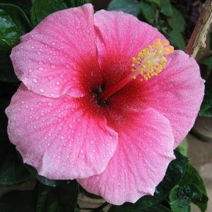 hibiscus 3 cuttings * single pink