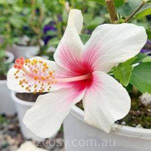 hibiscus 3 cuttings * single white