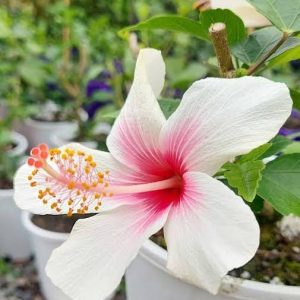 3 cuttings - Hibiscus * single white pink
