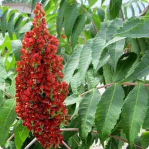 Rhus coriaria (sicilian sumac) 3 talee/cuttings * spice