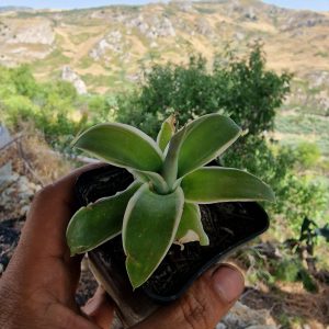 1 small plant - agave attenuata (ray of light) *variegated