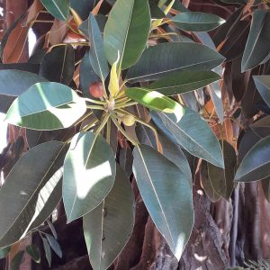 Ficus Macrophylla (Moreton Bay Fig) 3 cuttings/cuttings * strangler tree