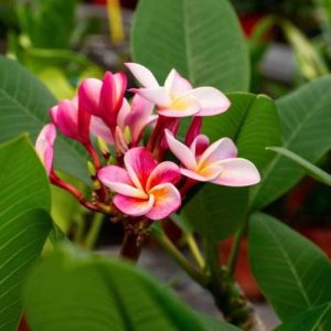 1 cutting - Plumeria rubra (Frangipani) *pink white