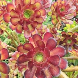 Aeonium arboreum var. 'Atropurpureum ' 2 cuttings/head cuttings