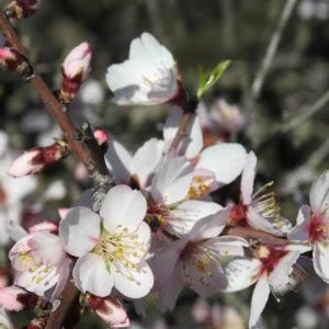 Prunus dulcis (Almond) 4 talee/cuttings * bianco/white