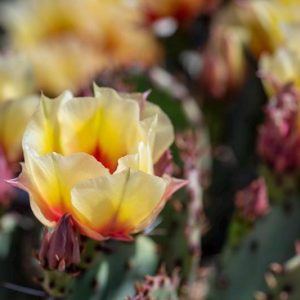 Opuntia Santa Rita 1 talee/cuttings * rare