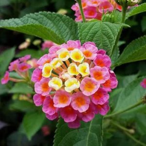 Lantana camara 3 cuttings *pink yellow
