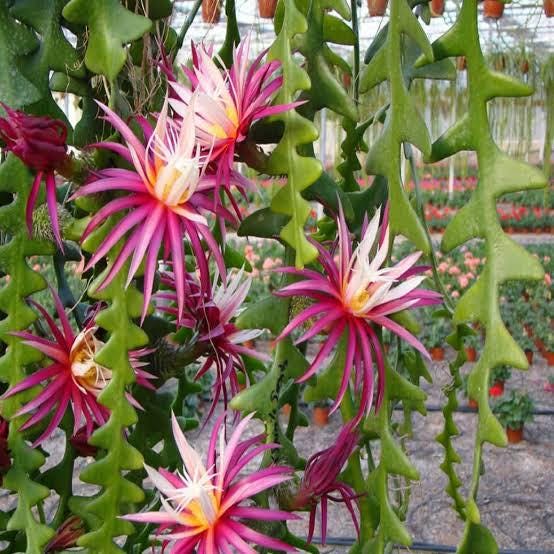 epiphyllum anguliger zig zag 1 talee/cuttings *pink