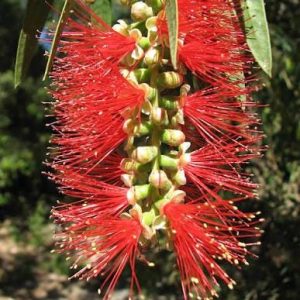 Callistemon botle brushes 3 talee/cuttings * rosso/red