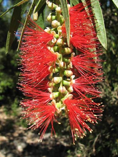 Callistemon botle brushes 3 talee/cuttings * rosso/red