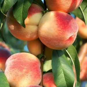 Pronus persica 3 talee/cuttings (peach tree)