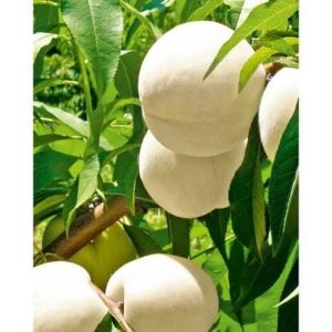 Pronus persica 'Ice peach' 2 talee/cuttings