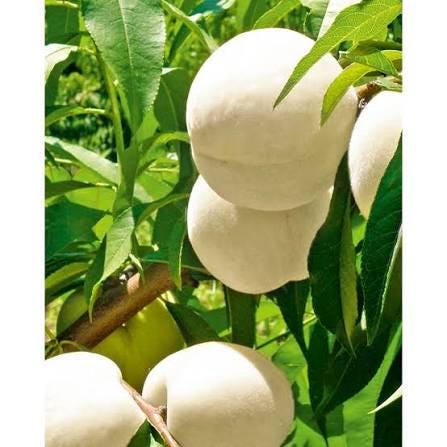 Pronus persica 'Ice peach' 2 talee/cuttings