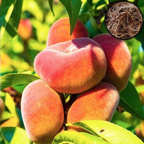 Pronus persica var. paticarpa 3 talee/cuttings (donut peach)