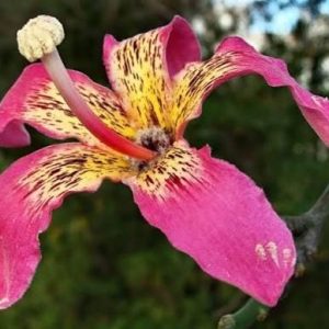 Ceiba speciosa (Silk Floss Tree) 3 talee/cuttings *rosa/pink
