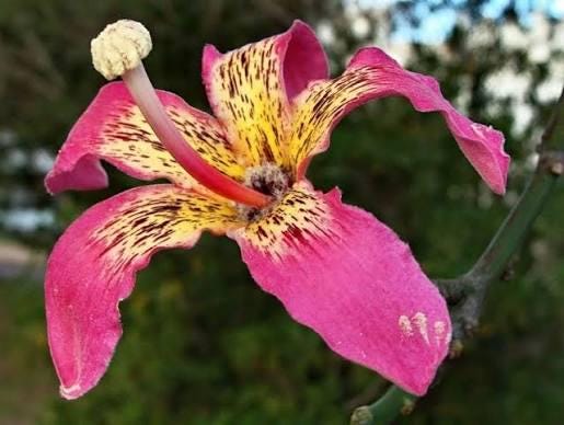 Ceiba speciosa (Silk Floss Tree) 3 talee/cuttings *rosa/pink