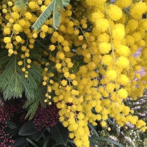 Acacia Dealbata Mimosa 3 talee/cuttings * yellow * woman day