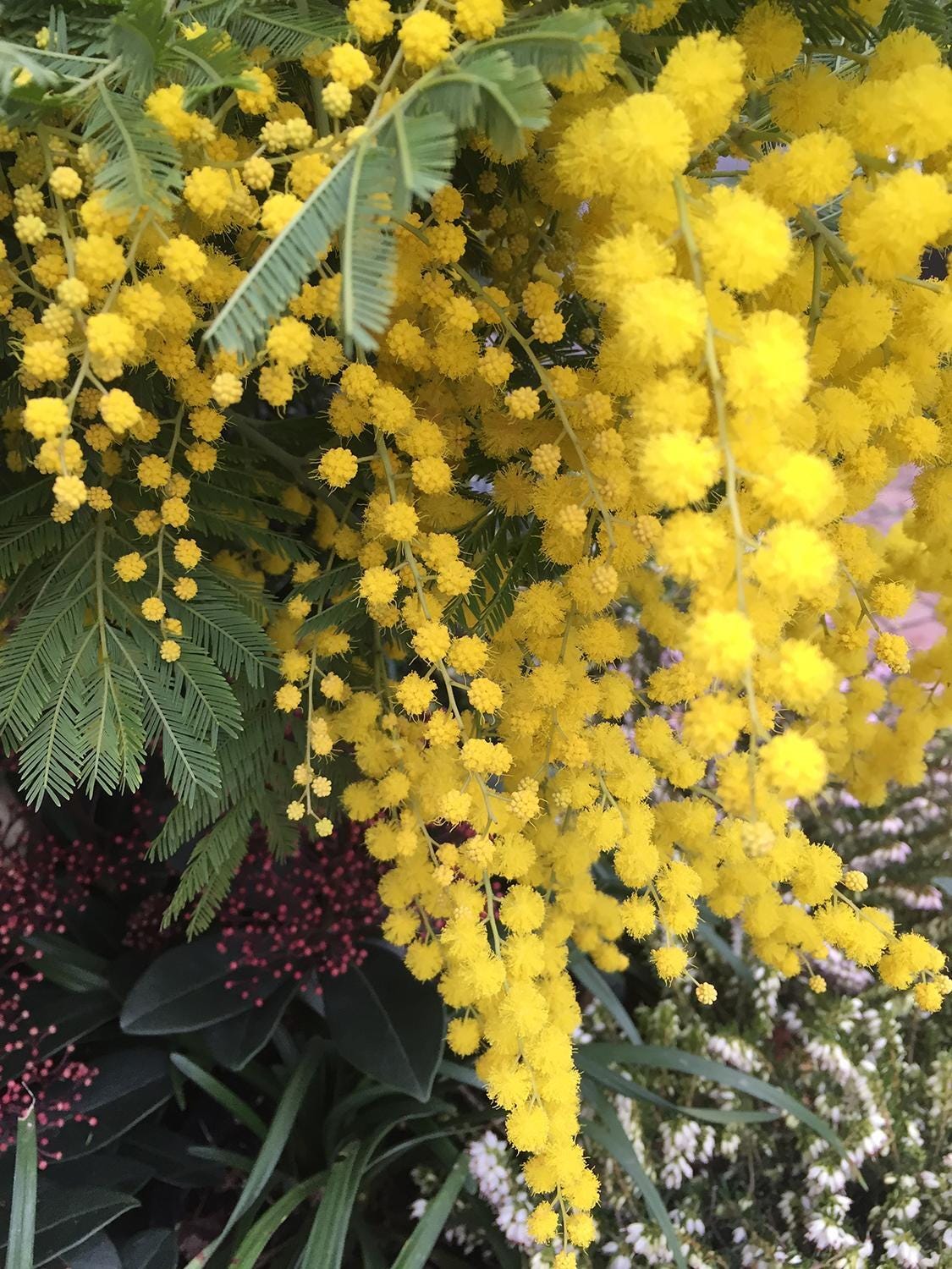 Acacia Dealbata Mimosa 3 talee/cuttings * yellow * woman day