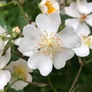 rosa multiflora (rose) 3 talee/cuttings * white