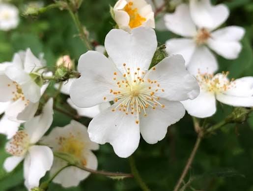 rosa multiflora (rose) 3 talee/cuttings * white