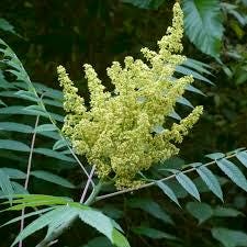 rhus glabra (smooth sumac) 3 talee/cuttings * white