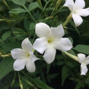 Jasminum officinale (Common jasmine) 3 talee/cuttings * bianco/white
