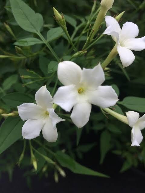 Jasminum officinale (Common jasmine) 3 talee/cuttings * bianco/white