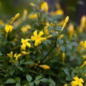 Jasminum Humile Revolutum Italian Jasmine 3 talee/cuttings * yellow