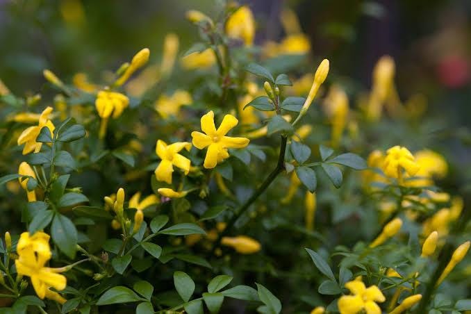 Jasminum Humile Revolutum Italian Jasmine 3 talee/cuttings * yellow