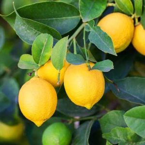 Limone lunario 3 talee/cuttings * 4 seasons lemon