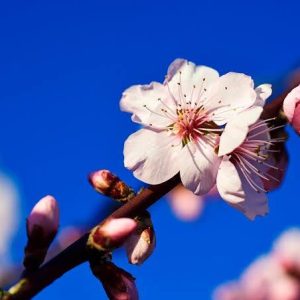 Prunus dulcis (Almond) 4 talee/cuttings * rosa/pink