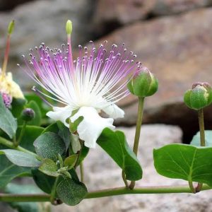 capperi spinosa (caper bush) 5 talee/cuttings * edible