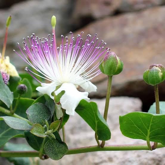 capperi spinosa (caper bush) 5 talee/cuttings * edible