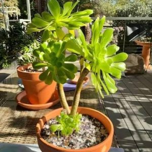 Aeonium canariense (Giant green rose) 2 talee/head cuttings