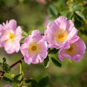 rosa canina (dog's rose) 3 talee/cuttings * rose hips