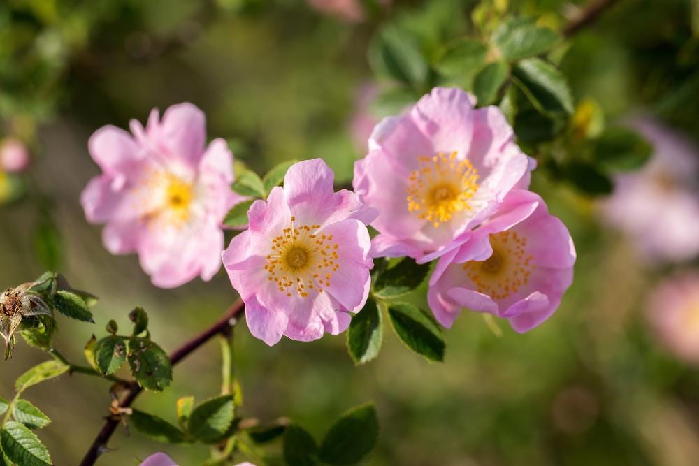 rosa canina (dog's rose) 3 talee/cuttings * rose hips