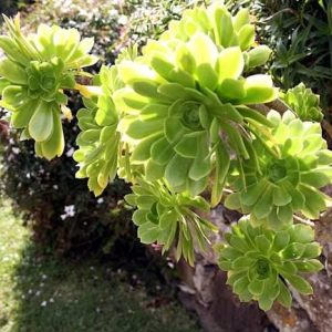Aeonium arboreum 2 talee/head cuttings