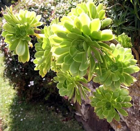 Aeonium arboreum 2 talee/head cuttings