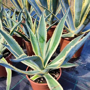 agave americana variegated (century plant) 1 plant/pianta *medium