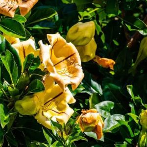 solandra maxima 3 talee/cuttings *giallo/yellow