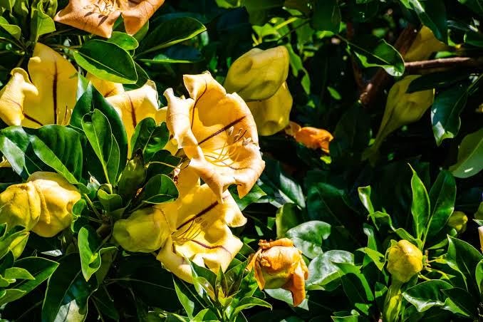 solandra maxima 3 talee/cuttings *giallo/yellow