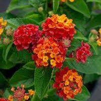 3 cuttings - Lantana camara *red yellow