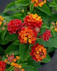 Lantana camara 3 cuttings *red yellow