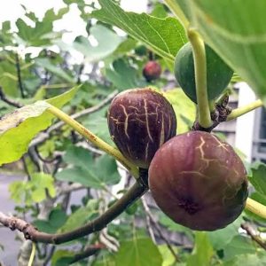ficus carica (brown turkey fig) 3 talee/cuttings * black