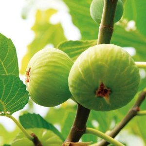 ficus carica (White Brogiotto Fig) 3 talee/cuttings * white
