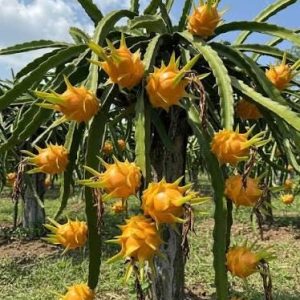 1 cutting - dragon fruit (pitaya, pitahaya) *edible yellow