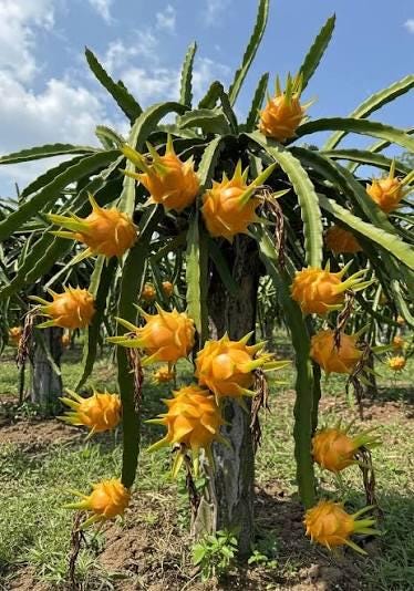 1 cutting - dragon fruit (pitaya, pitahaya) *edible yellow