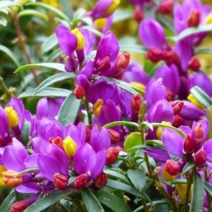 3 cuttings Polygala myrtifolia (the myrtle-leaf milkwort)* pink