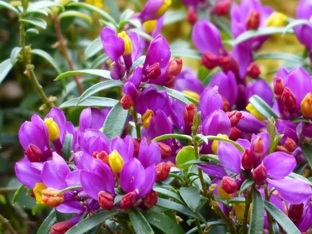 3 cuttings Polygala myrtifolia (the myrtle-leaf milkwort)* pink