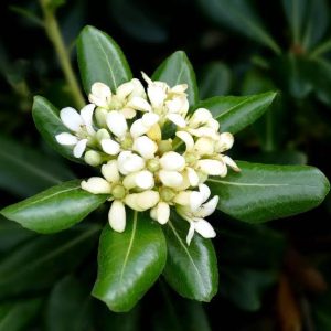 3 cuttings - Pittosporum tobira (Australian laurel)